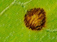 Gonepteryx rhamni 67, Citroenvlinder, Saxifraga-Ab H Baas