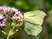 Gonepteryx rhamni 92, Citroenvlinder, Saxifraga-Bart Vastenhouw