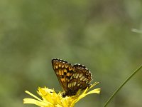 Hamearis lucina 15, Sleutelbloemvlinder, Vlinderstichting-Henk Bosma