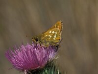 Hesperia comma 13, Kommavlinder, Vlinderstichting-Kars Veling