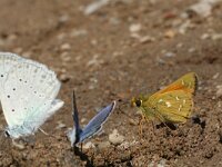 Hesperia comma 15, Kommavlinder, Vlinderstichting-Kars Veling