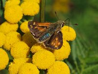 Hesperia comma 27, Kommavlinder, Saxifraga-Hans Dekker