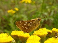 Hesperia comma 3, Kommavlinder, female, Vlinderstichting-Fons Bongers