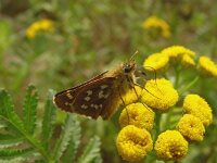 Hesperia comma 4, Kommavlinder, female, Vlinderstichting-Fons Bongers