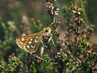 Hesperia comma 41, Kommavlinder, Saxifraga-Hans Dekker
