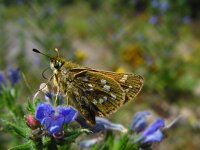 Hesperia comma 6, Kommavlinder, female, Vlinderstichting-Fons Bongers