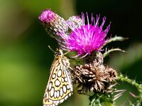 Heteropterus morpheus 15, Spiegeldikkopje, Saxifraga-Bart Vastenhouw