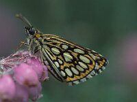 Heteropterus morpheus 6, Spiegeldikkopje, Saxifraga-Robert Ketelaar