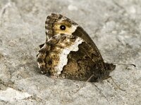 Hipparchia alcyone 12, Kleine boswachter, Saxifraga-Jan van der Straaten