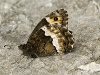 Hipparchia alcyone 14, Kleine boswachter, Saxifraga-Jan van der Straaten