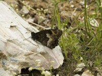 Hipparchia alcyone 16, Kleine boswachter, Saxifraga-Jan van der Straaten