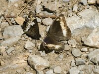 Hipparchia alcyone 3, Kleine boswachter, female, Saxifraga-Jan van der Straaten