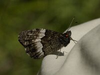 Hipparchia alcyone 7, Kleine boswachter, Saxifraga-Jan van der Straaten
