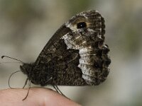 Hipparchia alcyone 9, Kleine boswachter, Saxifraga-Jan van der Straaten