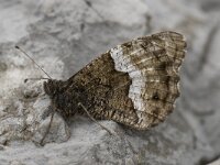 Hipparchia fagi 19, Grote boswachter, Saxifraga-Willem van Kruijsbergen