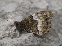 Hipparchia fagi 20, Grote boswachter, Saxifraga-Willem van Kruijsbergen