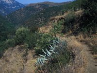 Hipparchia fidia 1, Gestreepte heivlinder, habitat, F, Pyrenees orientales, Canigou, Vlinderstichting-Kars Veling