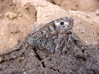 Hipparchia semele 12, Heivlinder, Vlinderstichting-Henk Bosma