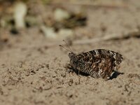 Hipparchia semele 19, Heivlinder, Vlinderstichting-Jaap Bouwman