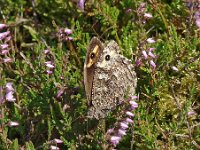Hipparchia semele 32, Heivlinder, Saxifraga-Hans Dekker