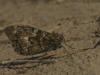 Hipparchia semele 48, Heivlinder, Saxifraga-Jan van der Straaten