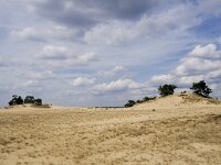 Hipparchia statilinus 21, Kleine heivlinder, habitat, NL. Gelderland, Barneveld, Kootwijkerzand, Saxifraga-Kars Veling