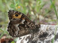Hipparchia volgensis 2, Balkanheivlinder, Saxifraga-Kars Veling