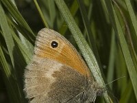 Hyponephele lycaon 3, Grauw zandoogje, male, Saxifraga-Jan van der Straaten