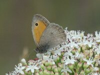 Hyponephele lycaon 6, Grauw zandoogje, Saxifraga-Jan van der Straaten
