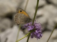 Hyponephele lycaon 7, Grauw zandoogje, male, Saxifraga-Jan van der Straaten