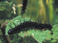 Inachis io 4, Dagpauwoog, caterpillar, Saxifraga-Janus verkerk