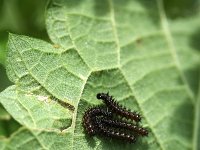 Inachis io 5, Dagpauwoog, caterpillars, Vlinderstichting-Henk Bosma
