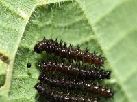 Inachis io 6, Dagpauwoog, caterpillars, Vlinderstichting-Henk Bosma