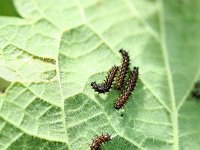 Inachis io 7, Dagpauwoog, caterpillars, Vlinderstichting-Henk Bosma