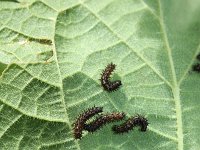 Inachis io 8, Dagpauwoog, caterpillars, Vlinderstichting-Henk Bosma