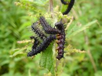 Inachis io 9, Dagpauwoog, caterpillars, Vlinderstichting-Henk Bosma