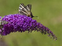 Iphiclides podalirius 108, Koningspage, Saxifrga-Jan Nijendijk