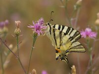 Iphiclides podalirius 11, Koningspage, Vlinderstichting-Chris van Swaay  koningspage Iphiclides podalirius