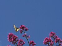Iphiclides podalirius 76, Koningspage, Saxifraga-Kars Veling