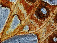 Issoria lathonia 24, Kleine parelmoervlinder, Saxifraga-Ab H Baas