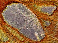273_25A, Issoria lathonia : Issoria lathonia, Queen of Spain Fritillary, Kleine parelmoervlinder, hindwing underside