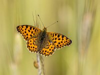 Queen of Spain fritillary  Queen of Spain fritillary (Issoria lathonia) resting on grass twig in field of cereal : animal, background, beautiful, biology, brown, butterfly, close-up, closeup, colorful, coloured, conservation, ecology, european, field, fly, fritillary, garden, grass, green, insect, issoria, issoria lathonia, kleine parelmoervlinder, lathonia, leaf, macro, meadow, natural, nature, pretty, queen, queen of spain, queen of spain fritillary, red, season, seasonal, spain, spring, springtime, summertime, variegated, vivid, white, wild, wildlife, wing