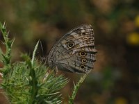 Kirinia roxelana 1, Grote schaduwzandoog, Vlinderstichting-Albert Vliegenthart