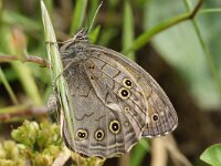 WESTELIJK VAN KRIVA FEJA (NESVRTA). KIRINIA ROXELANA.