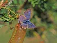 Lampides boeticus 11, Tijgerblauwtje, Vlinderstichting-Albert Vliegenthart