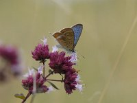 Lampides boeticus 14, Tijgerblauwtje, male, Saxifraga-Arthur van Dijk