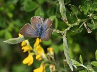 Lampides boeticus 16, Tijgerblauwtje, Saxifraga-Kars Veling
