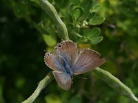 Lampides boeticus 17, Tijgerblauwtje, Saxifraga-Kars Veling