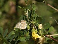 Lampides boeticus 4, Tijgerblauwtje, Saxifraga-Marijke Verhagen