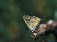 Lampides boeticus 6, Tijgerblauwtje, Vlinderstichting-Kars Veling